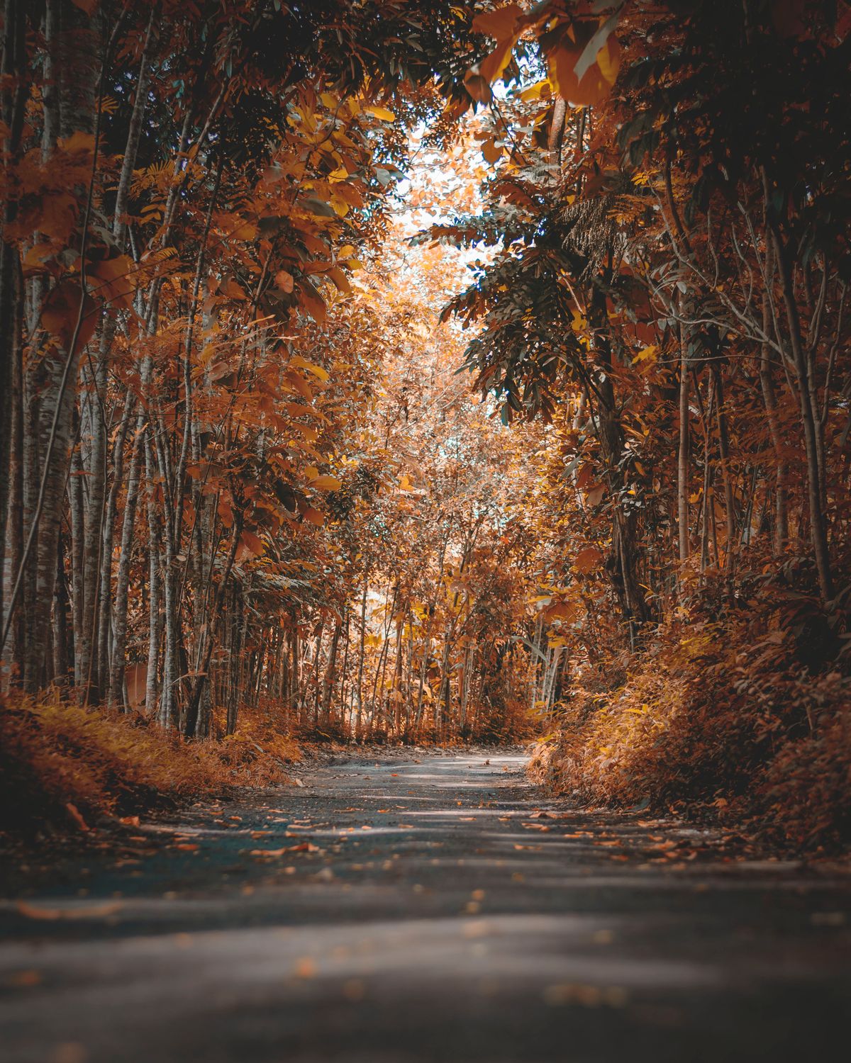 A quiet paved lane disappearing into a forest gone deep orange and rust, fallen leaves scattered across the empty tarmac — the kind of hushed, crowd-free trail you get by going midweek instead of on a peak Saturday.