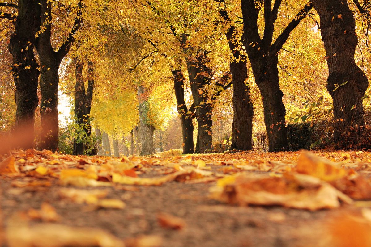 A tunnel of tall trees in full golden-yellow, low autumn sun pouring through the canopy and the path below buried in fallen leaves — the same wall-to-wall gold that Seoul's ginkgo avenues turn in early November.