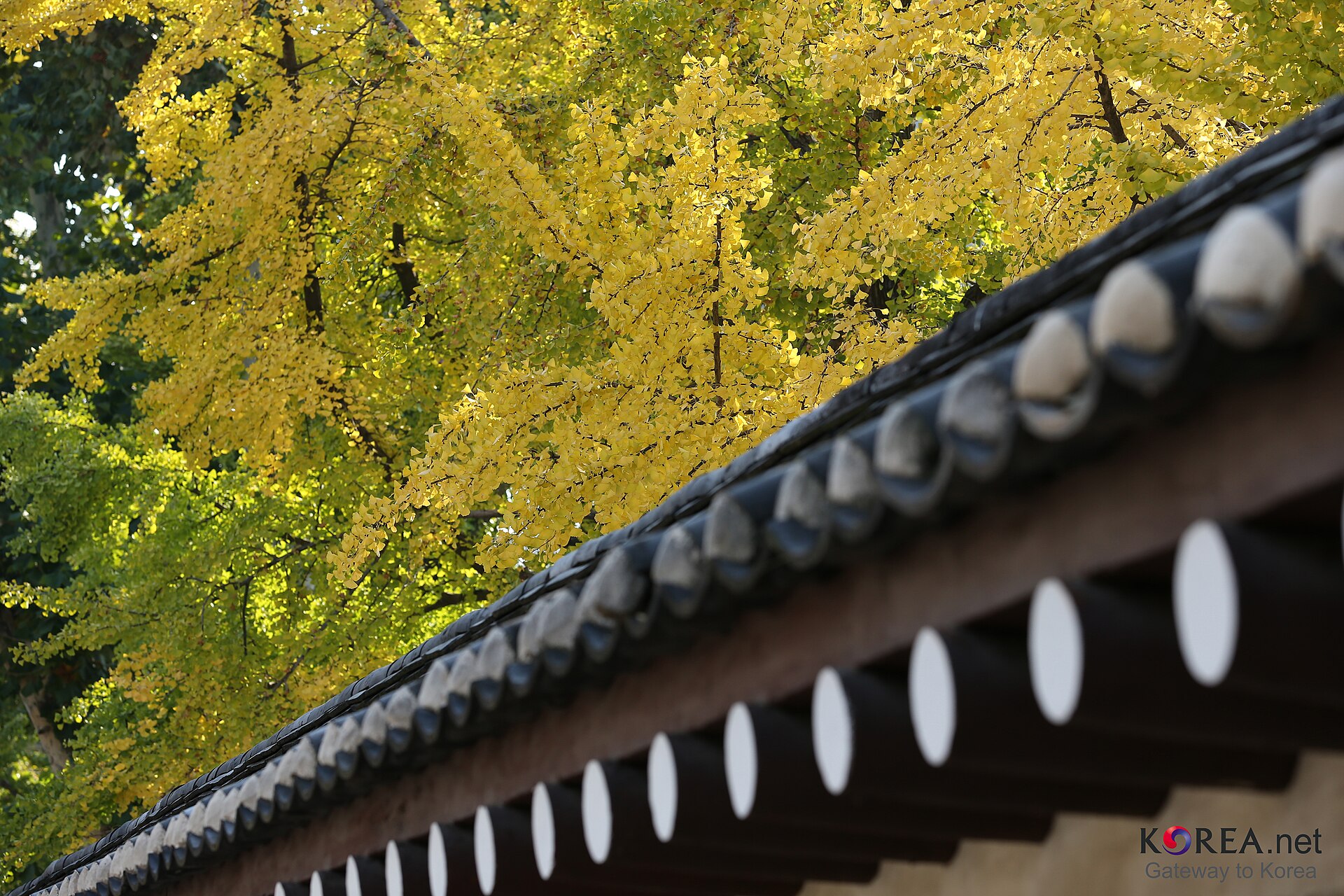 Golden ginkgo leaves above a palace roofline at Gyeongbokgung in Seoul, photographed on October 26