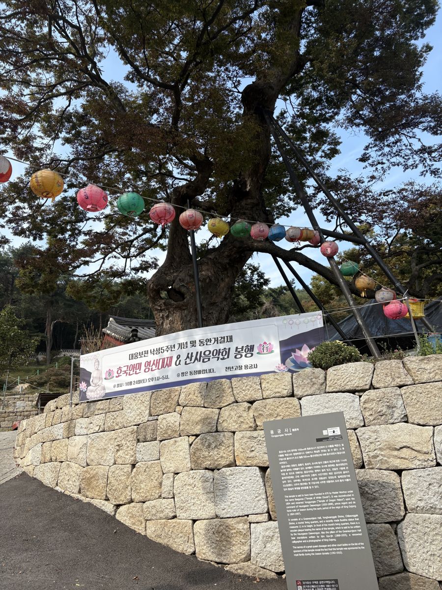 An old tree above a stone wall, with a lantern line and a signboard in front